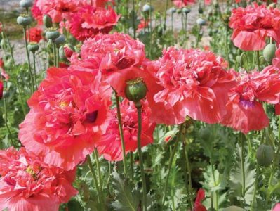 A cluster of reddish-coral opium poppies growing in a landscape.